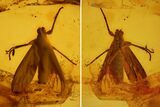Large, Detailed Fossil Insect in Baltic Amber #139080-2